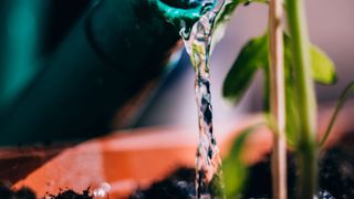 watering can watering plant