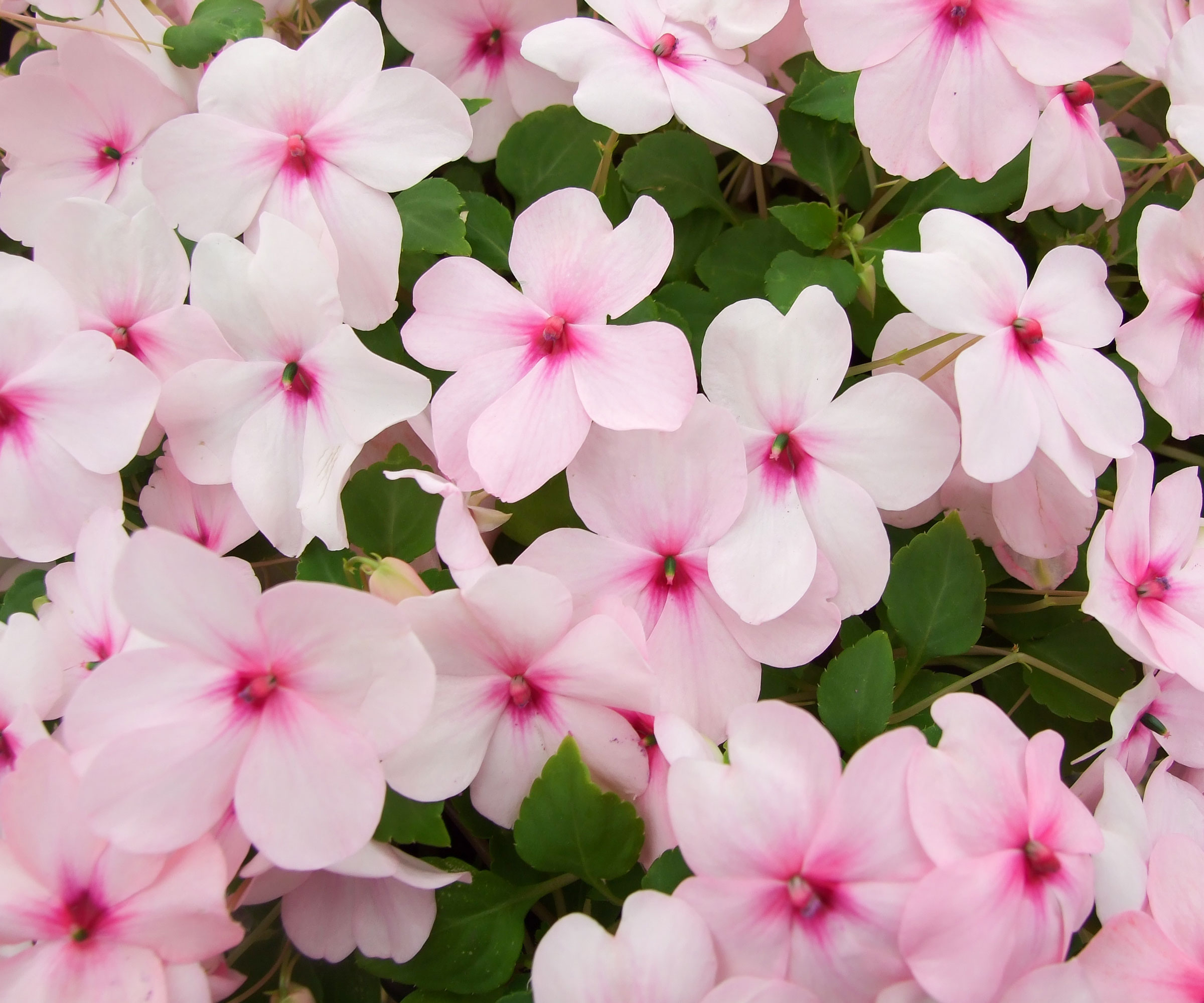 impatiens flowering in hanging basket