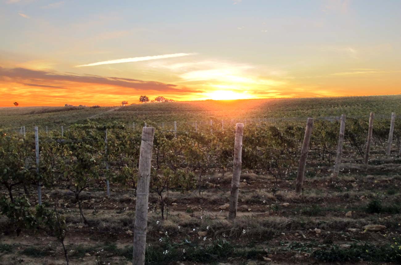 Rhone 2017 en primeur