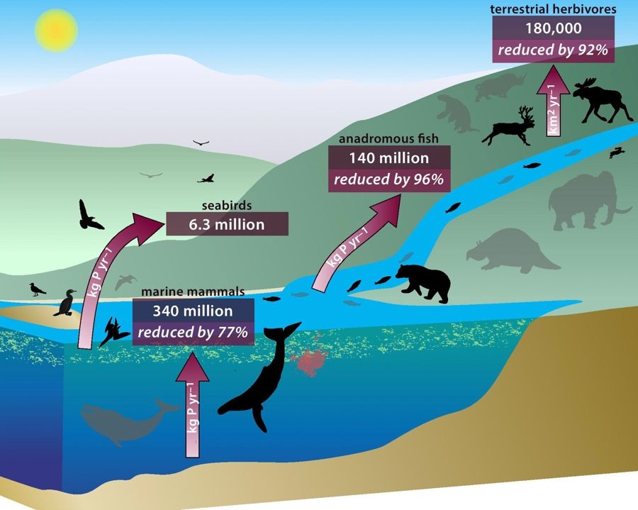 A diagram showing how animal poop moves nutrients around the ecosystem (numbers are in kilograms).