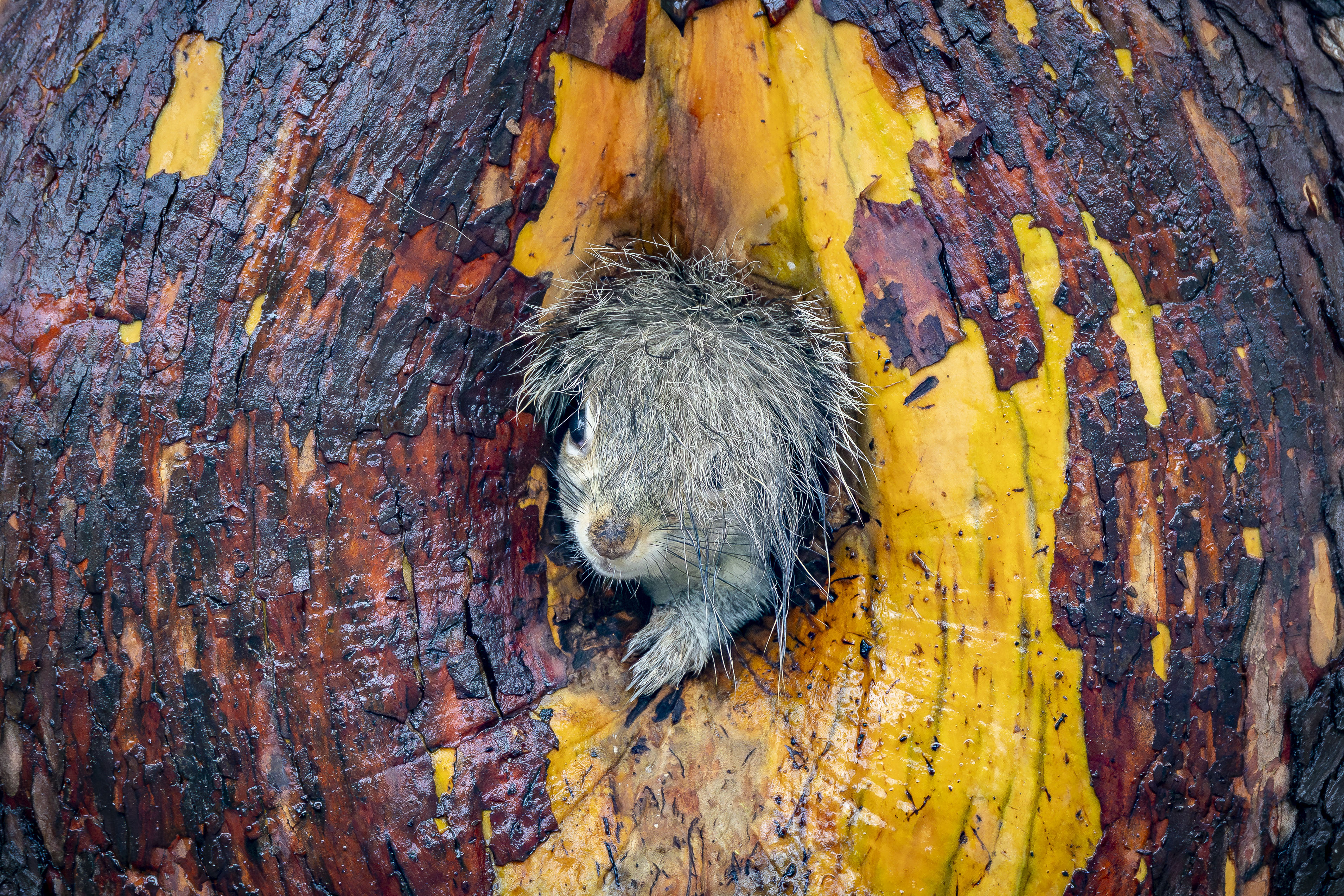 A mother Grey Squirrel was moving her babies to a new nest. The grass she was running in was wet from the nights rain. After she moved her last baby into the nest, she popped her head out while her tail was still sticking out. It looked like she had just come out of the shower and ran to answer the door.