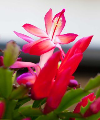 red flower on Thanksgiving cactus