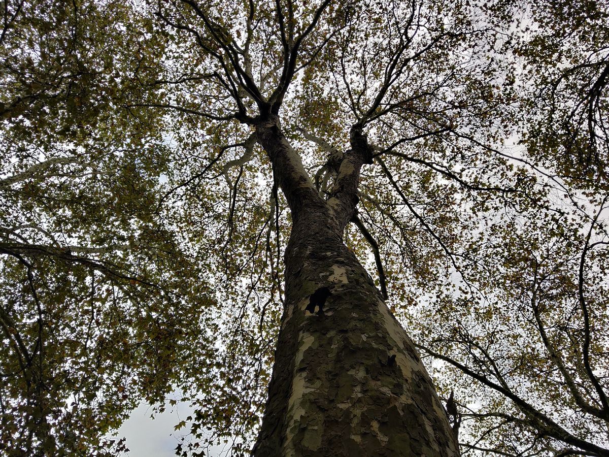 In good light, detail is strong, though dynamic range is weaker than much of the competition