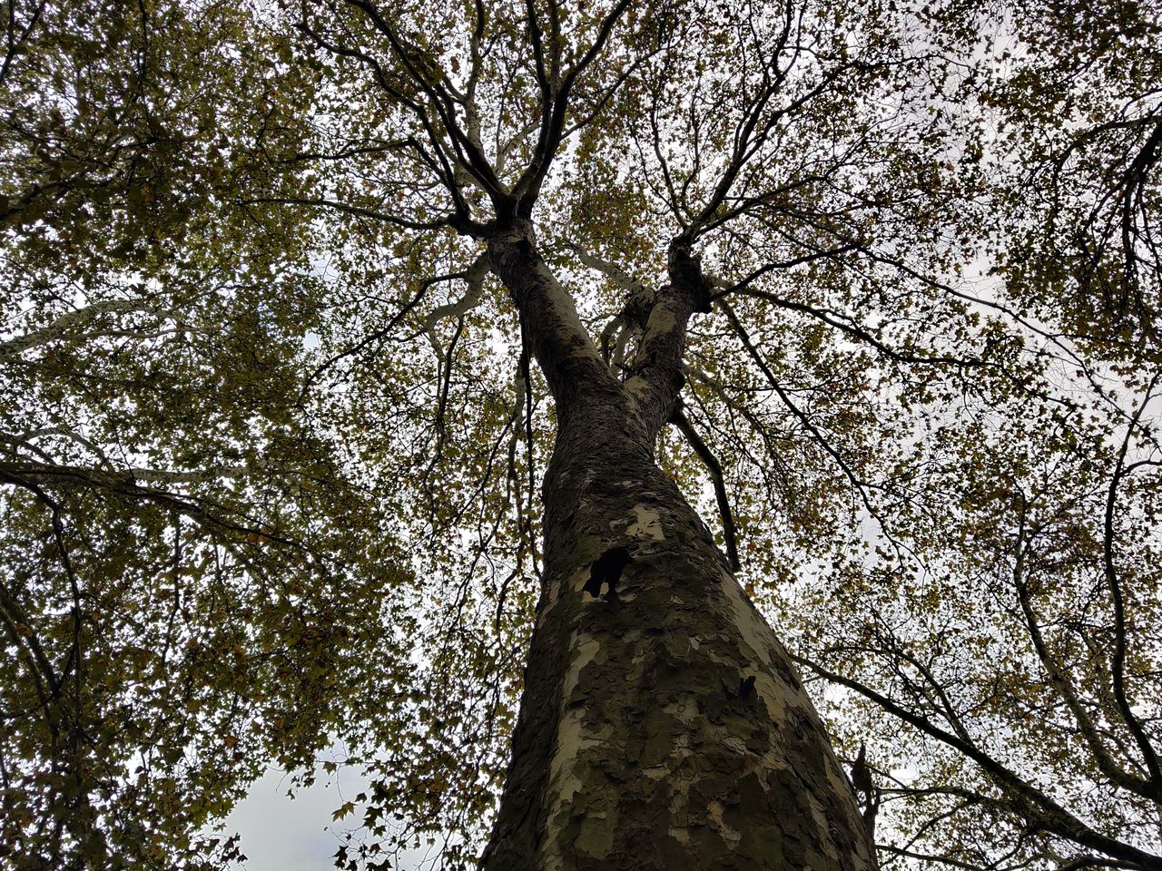 In good light, detail is strong, though dynamic range is weaker than much of the competition