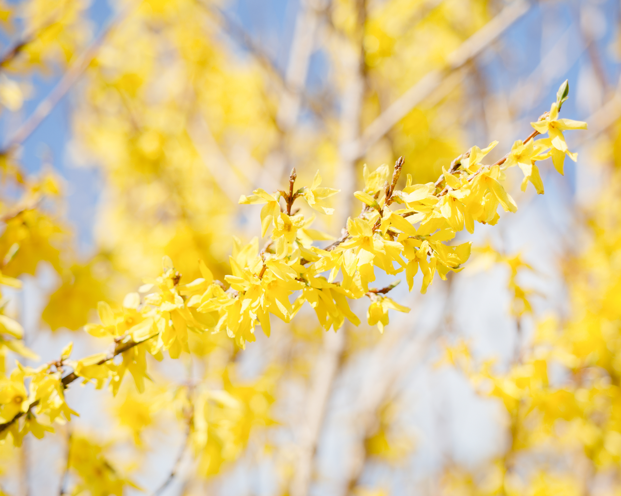 Yellow forsythia in spring garden sunshine