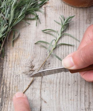 Gardener taking semi-ripe cuttings of lavender with a knife