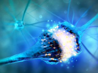 neurons exchanging neurotransmitters at a synapse