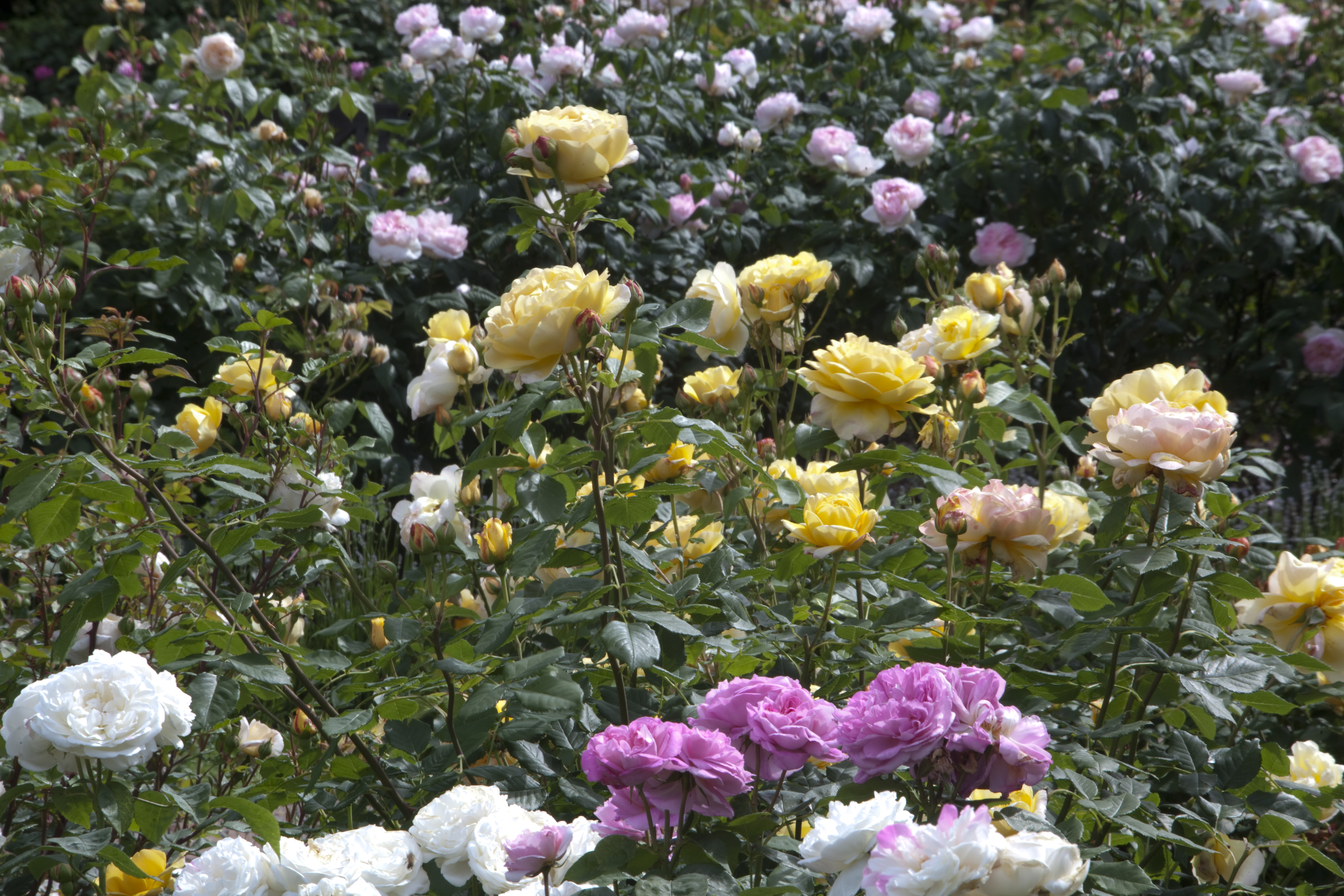 Rose borders at Borde Hill