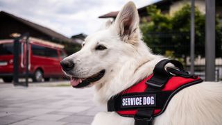 White dog with service dog harness