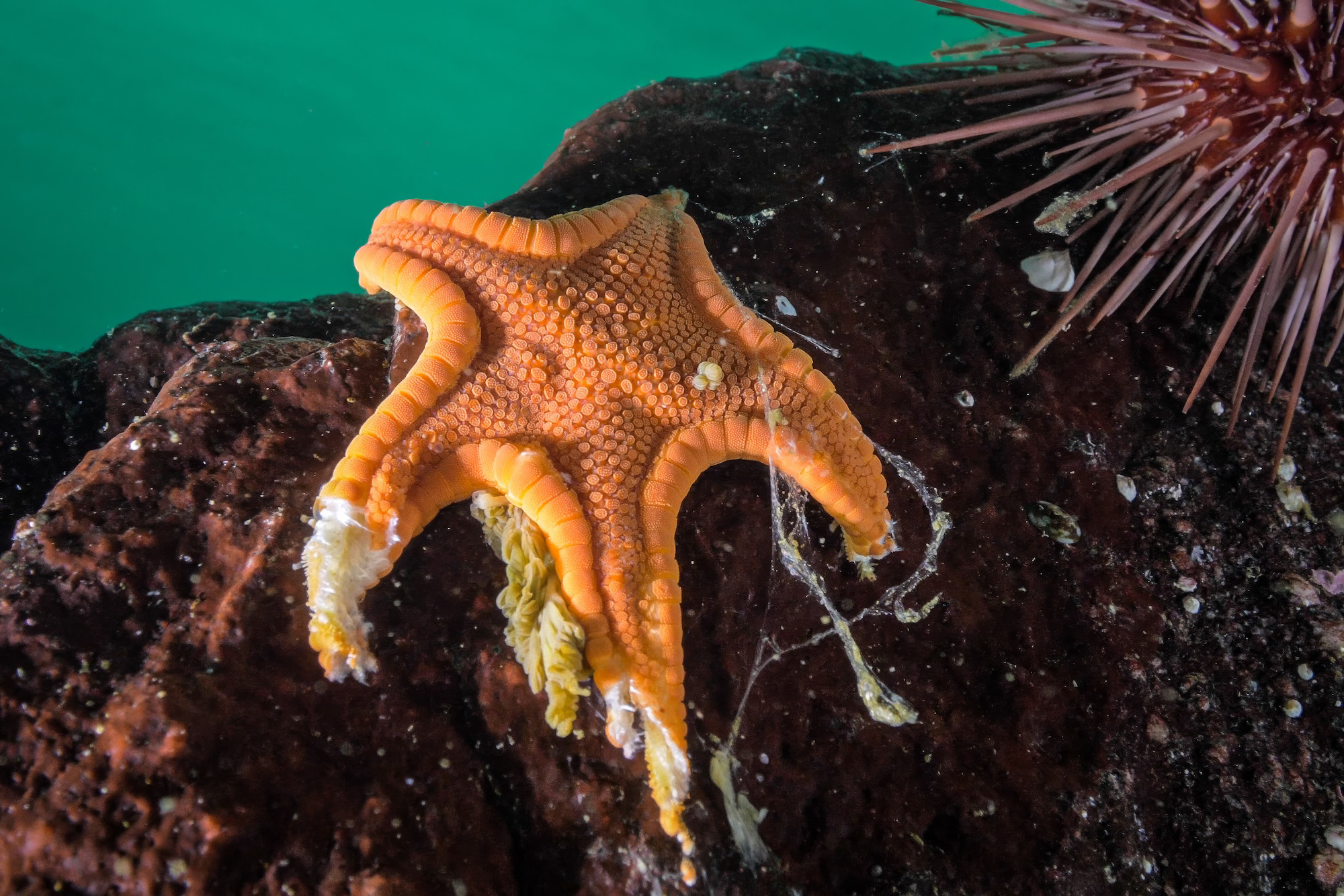 An underwater photograph of an infected cookie sea star losing flesh near Calvert Island.
