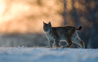 A bobcat crossing a snowfield at dusk