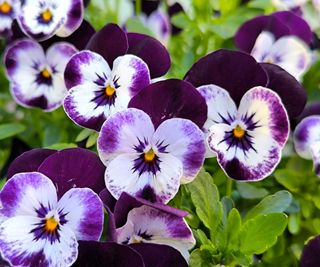 Primo piano di Viole del Pensiero bianche e viola sotto il sole di agosto