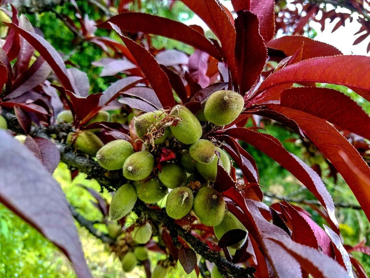 Many green fruits growing under the spiky, deep red leaves of a purple leaf peach tree