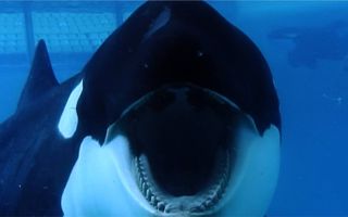 Blackfish (2013)