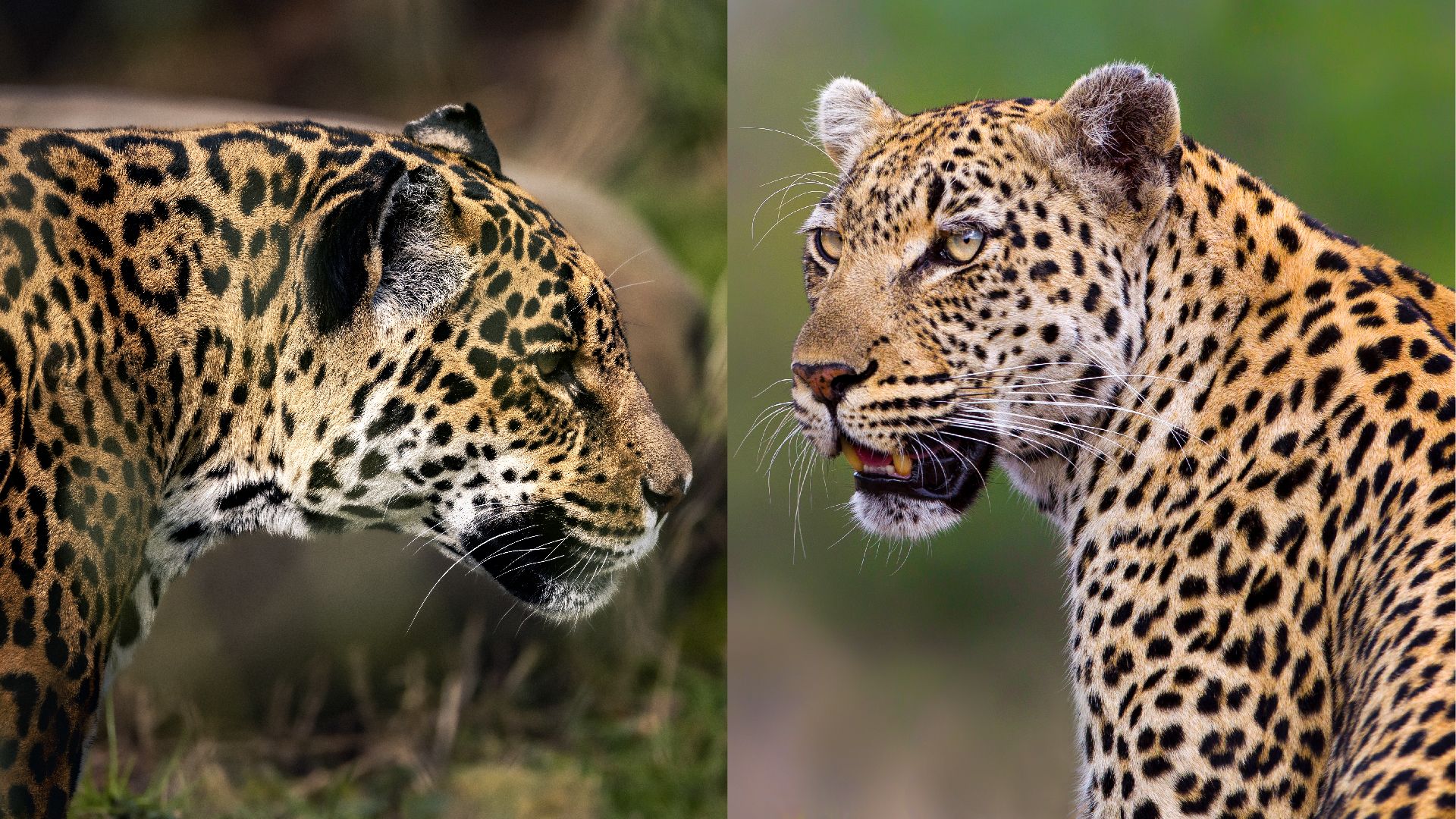 What s The Difference Between A Leopard And A Jaguar Live Science