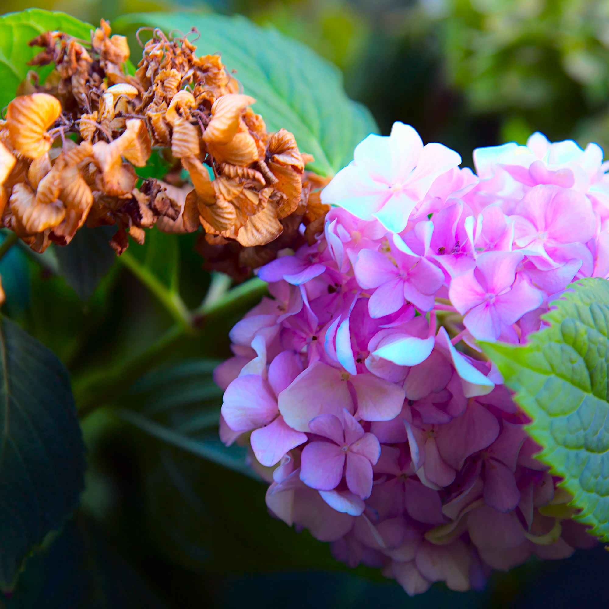 withered brown hydrangea flower caused by heat and drought stress in August