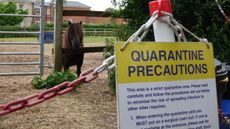Quarantine-at-Redwings.jpg
