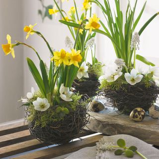 mini nest planter with yellow and white flowers