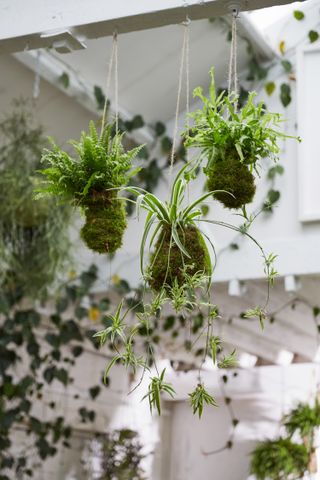 indoor plant ideas: kokedama