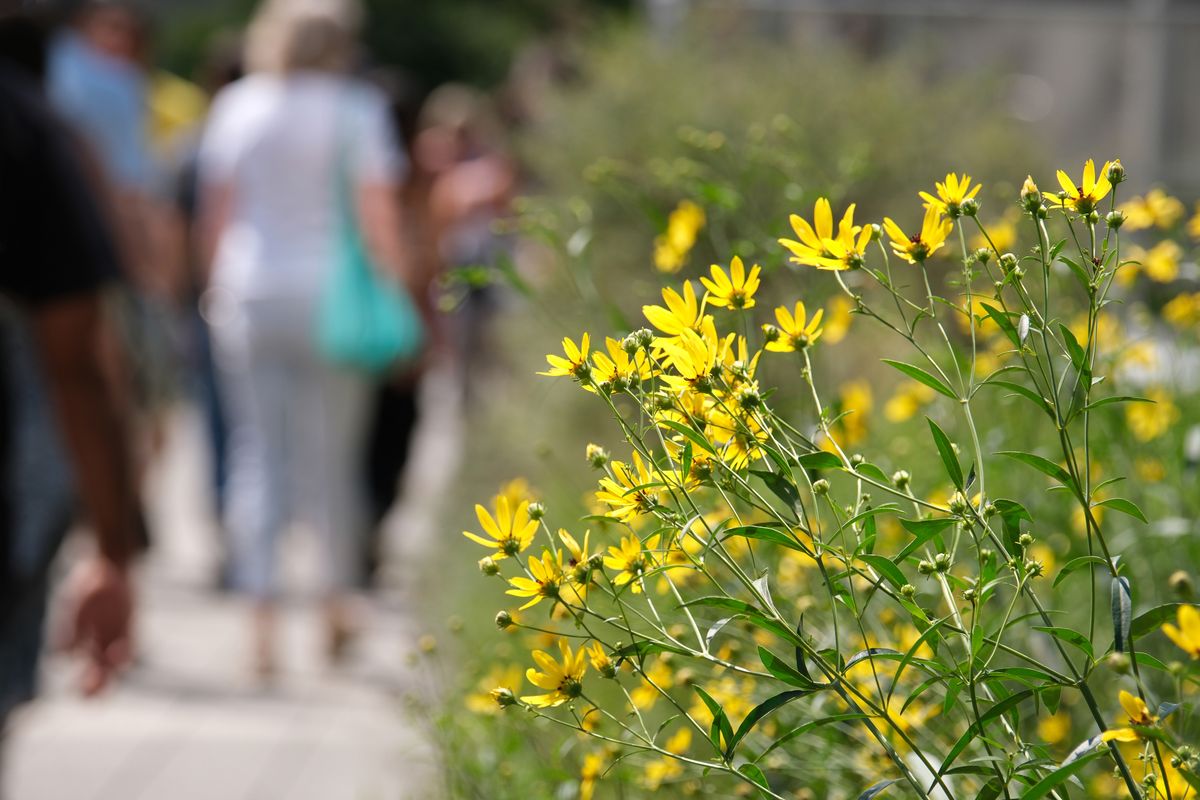 Some flowers on the High Line walk