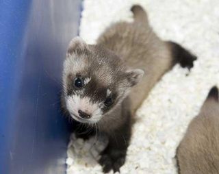 buy baby ferret