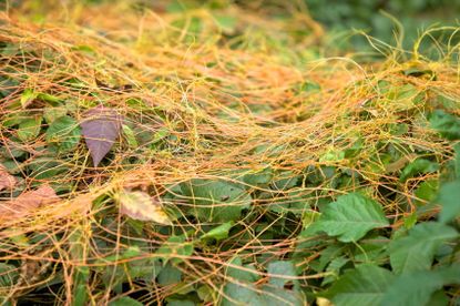 Thin Dodder Weeds