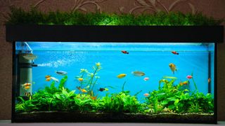 Fish swimming in clear tank with bright LED light