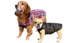 Dogs wearing sweaters