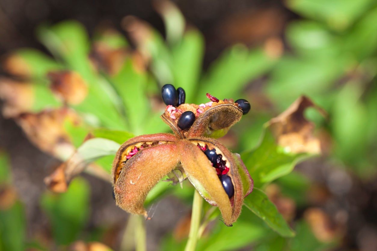 peony seeds