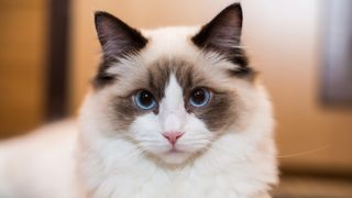 Ragdoll