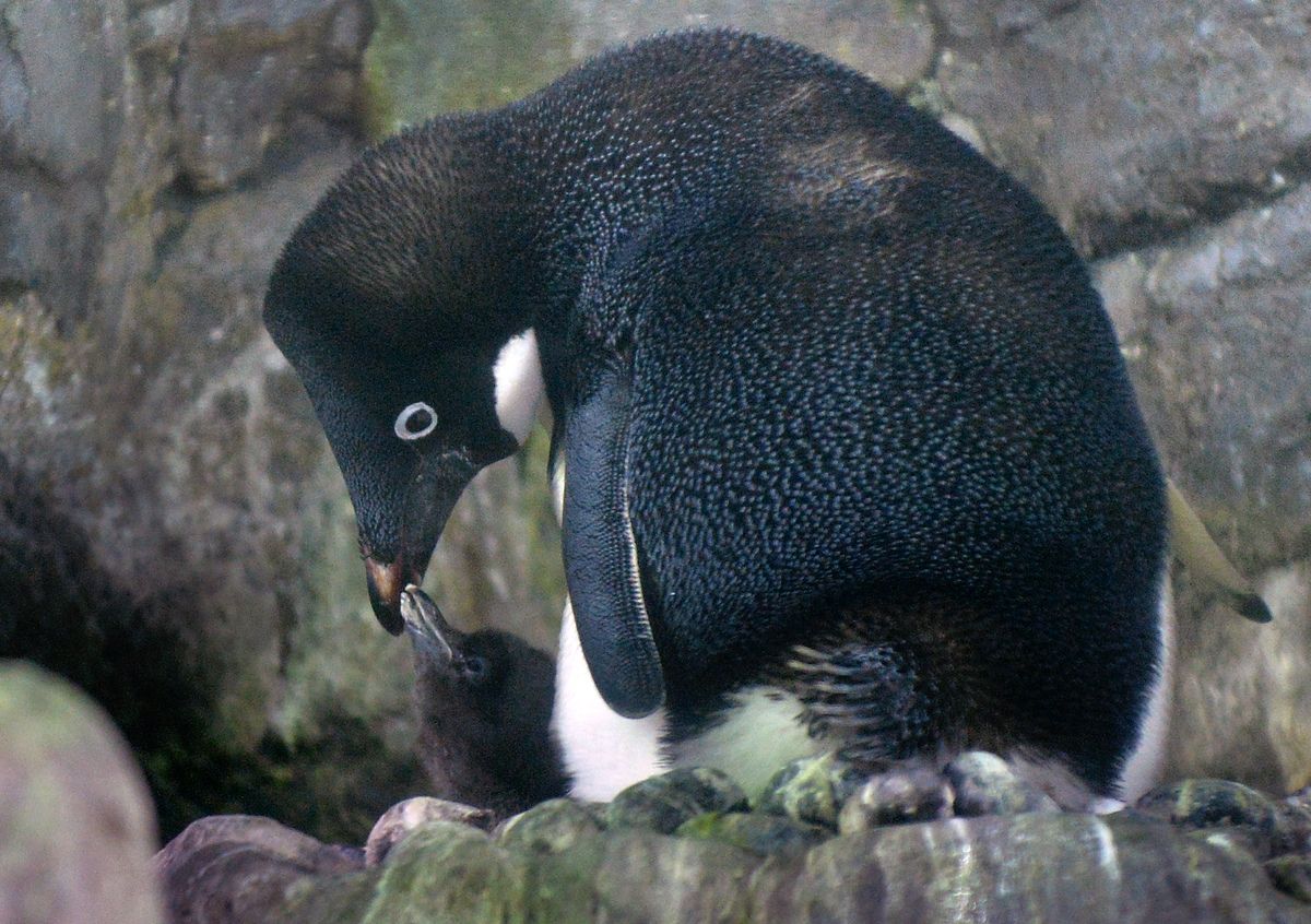 Penguin