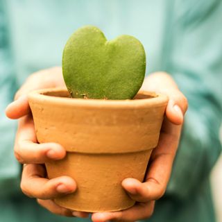 Hands holding flower pot with heart shape hoya kerrii plant