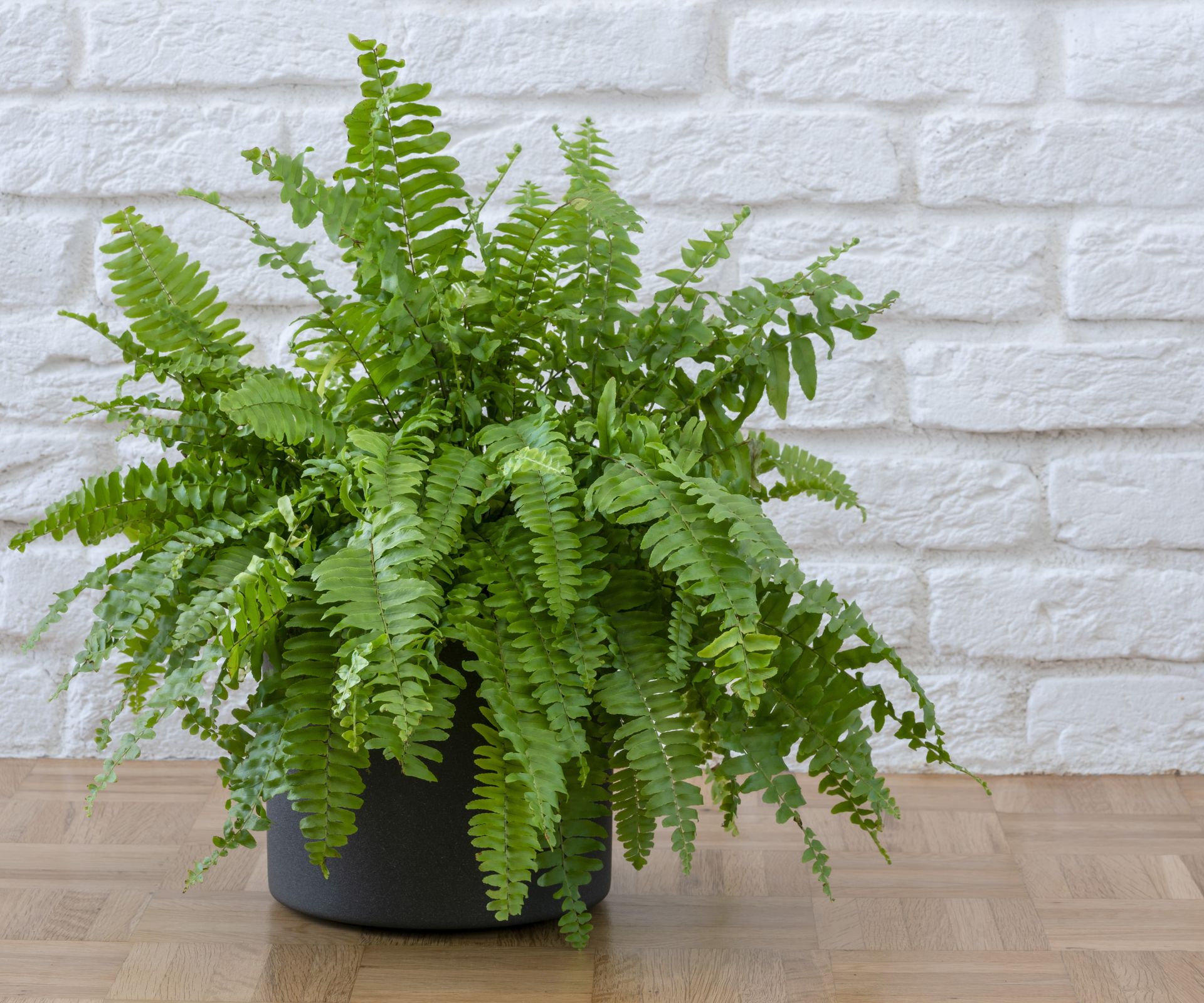 Curated visual reference: Houseplants That Absorb Moisture 5 To Remove Dampness Photo Inspiration