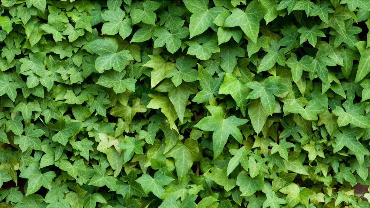 close up of green ivy trailing