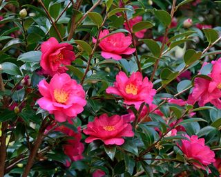 Bold pink flowers of winter-blooming Camellia sasanqua