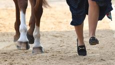 Luhmuhlen Horse Trials first trot-up. Library image of horse and rider legs