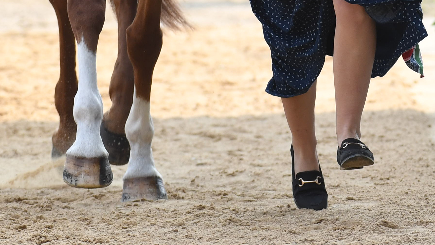 Luhmuhlen Horse Trials first trot-up. Library image of horse and rider legs