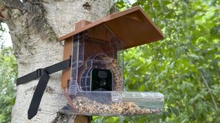 Wasserstein Bird Feeder Camera Case strapped to a tree