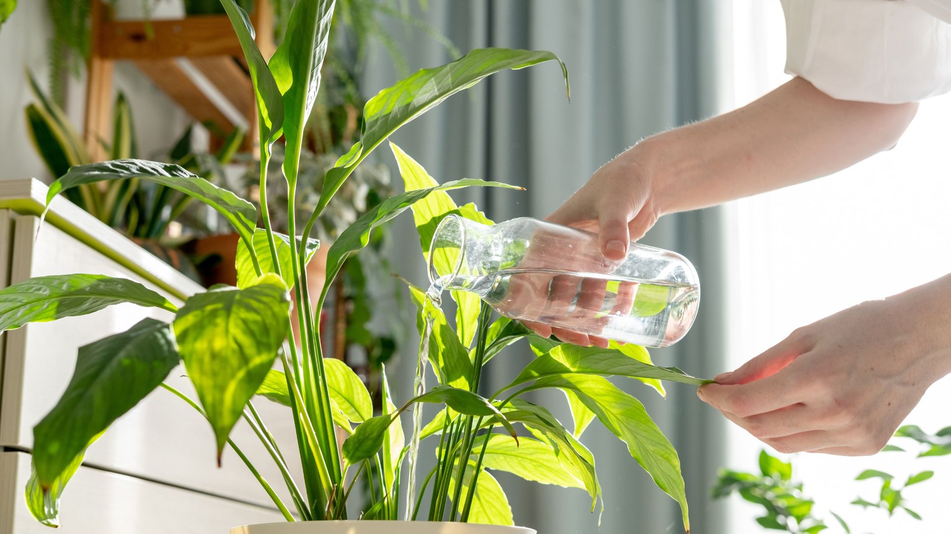 picture of woman watering plants with water decanter