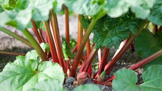 growing rhubarb