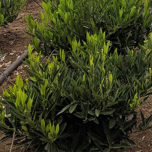 Otto Luyken Cherry Laurel Bush