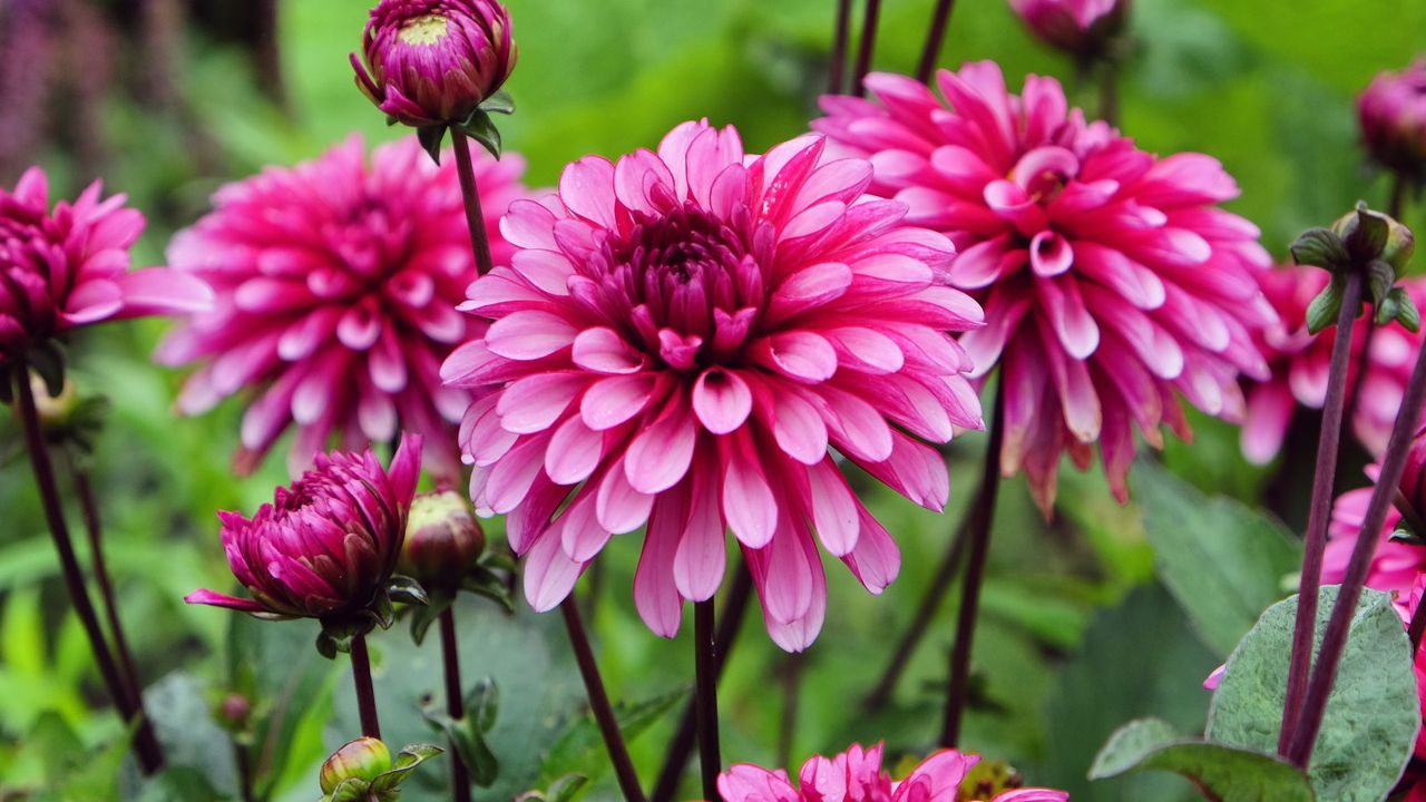 Purple dahlias in bloom in a flower bed