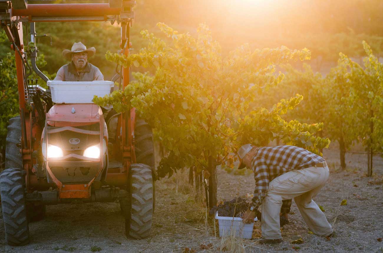 harvest scene in Thacher Vineyards in Paso Robles