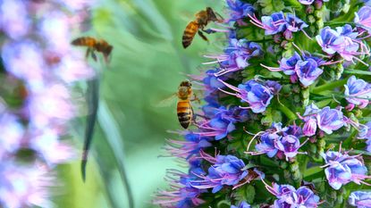Bees approaching a blue flower
