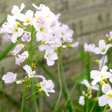 hairy bittercress weeds growing in winter garden