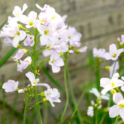 hairy bittercress weeds growing in winter garden