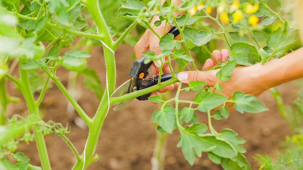 Taking cuttings from tomato plant