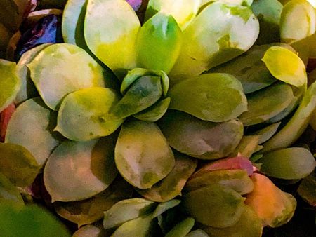 Arctic Ice Echeveria Succulent Plants