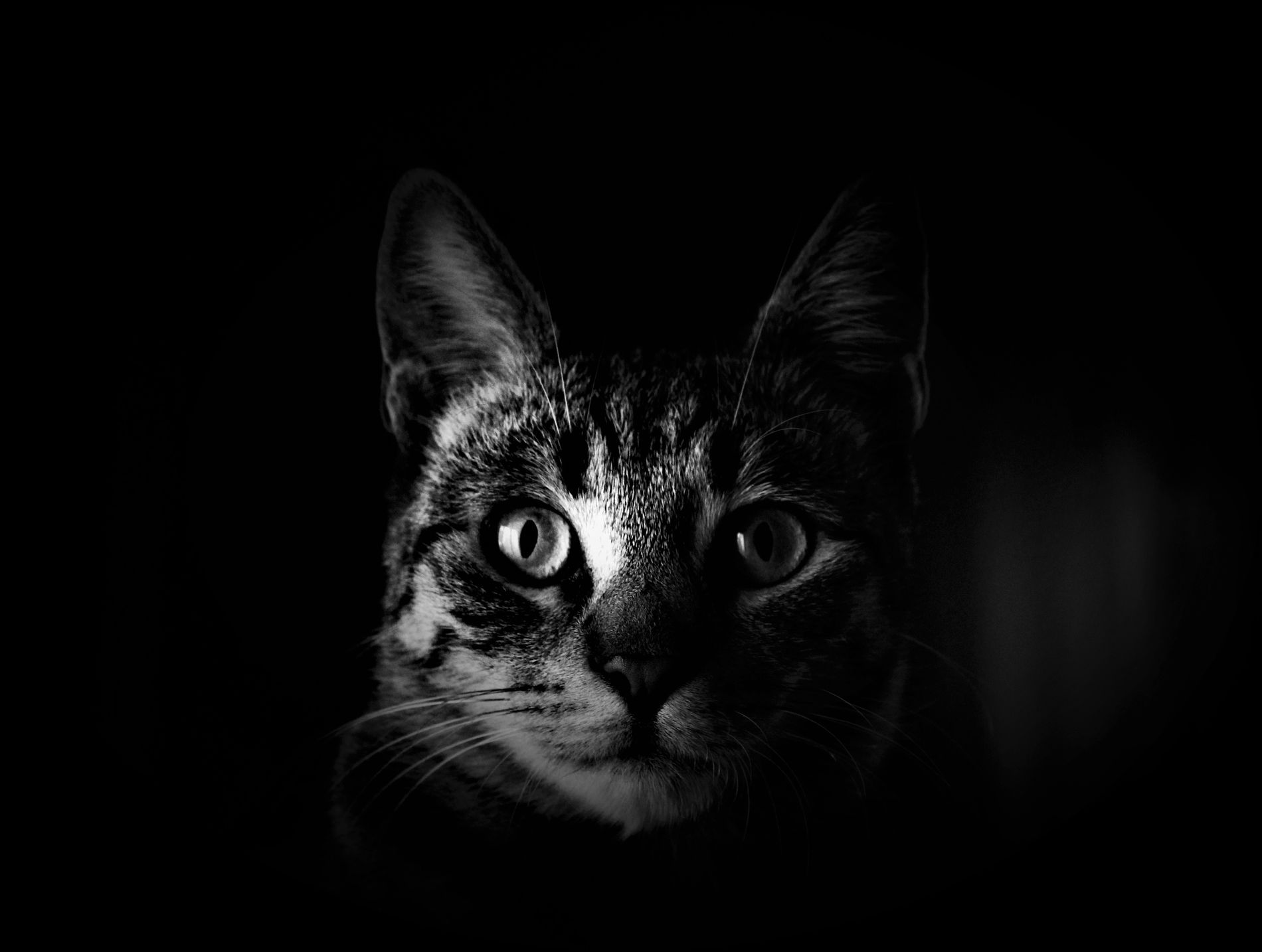 GuruShots - Mostly Black July 2025
