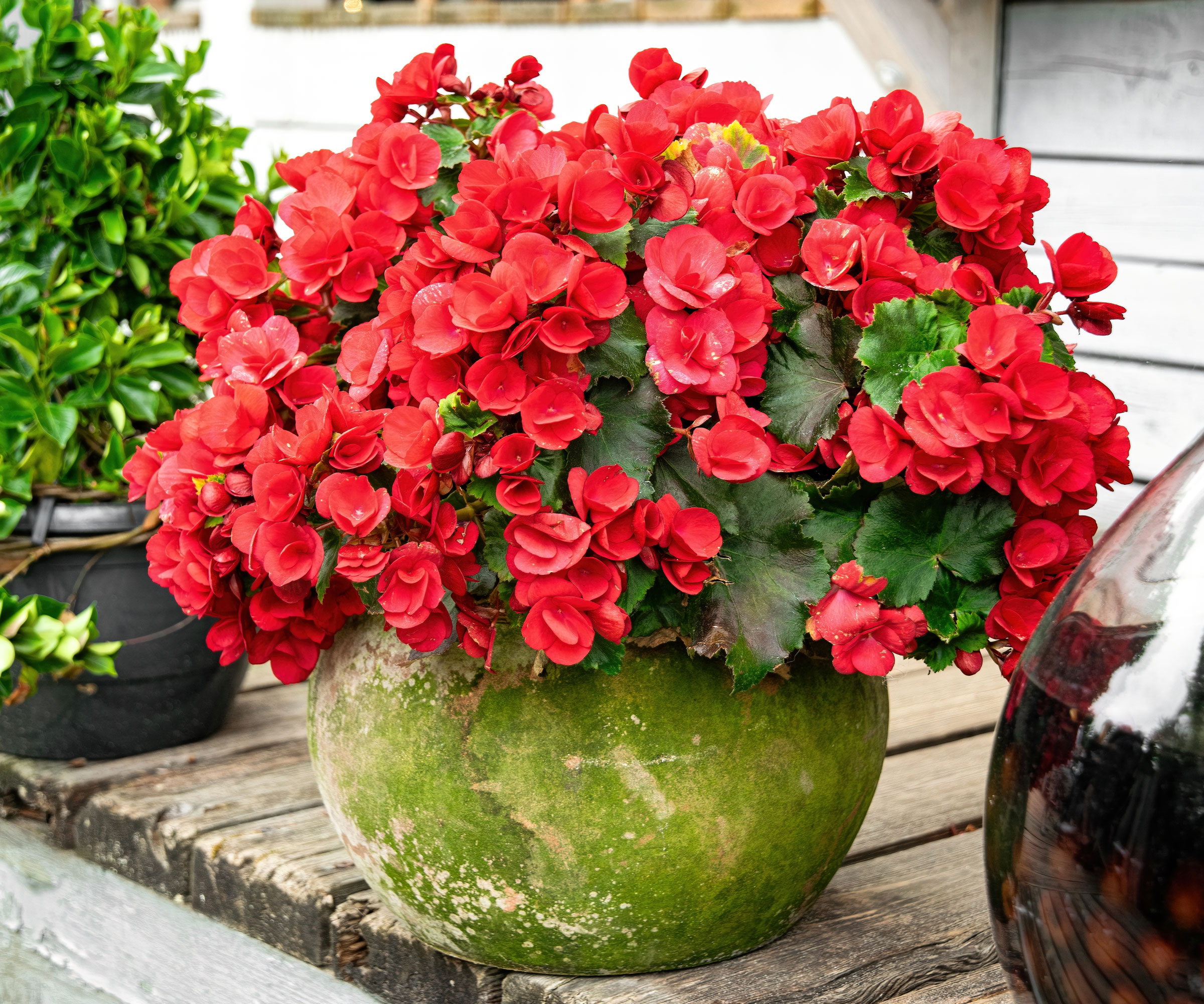 red begonias in a green container